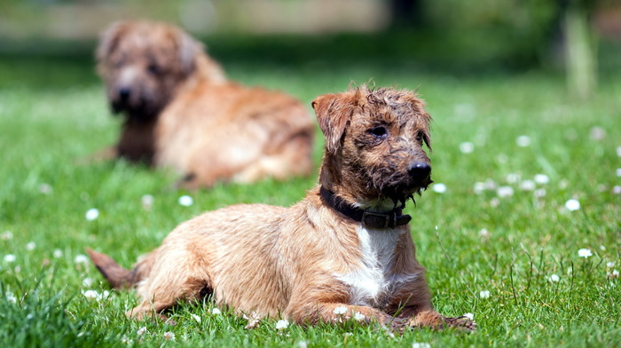 field, dog, animals, summer