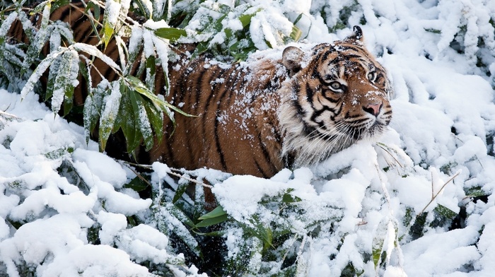 winter, animals, tiger, snow