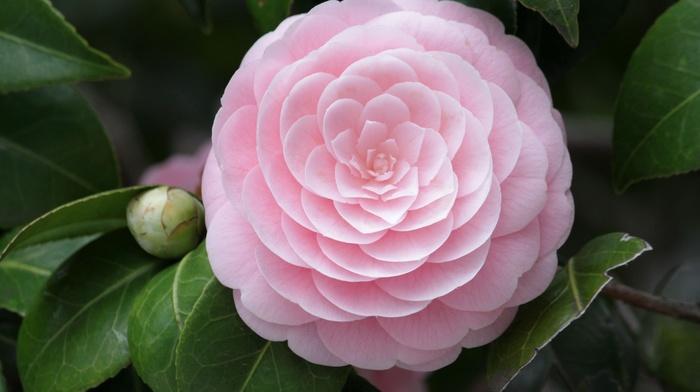 pink, flower, macro