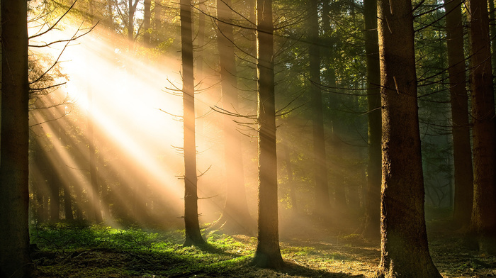 nature, forest, Sun, trees