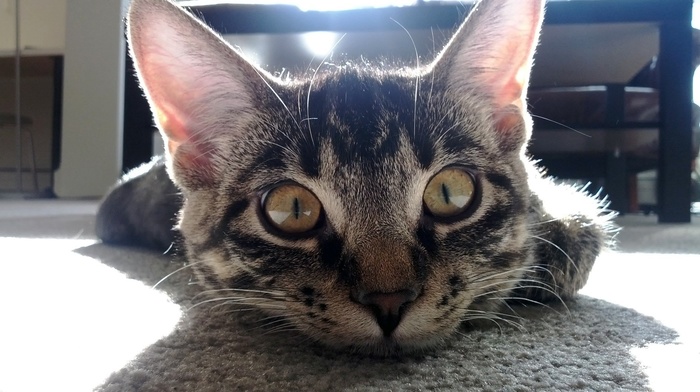 animals, room, table, ears, cat, shadow, rays