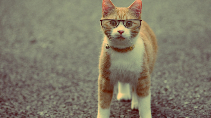 cat, glasses, animals