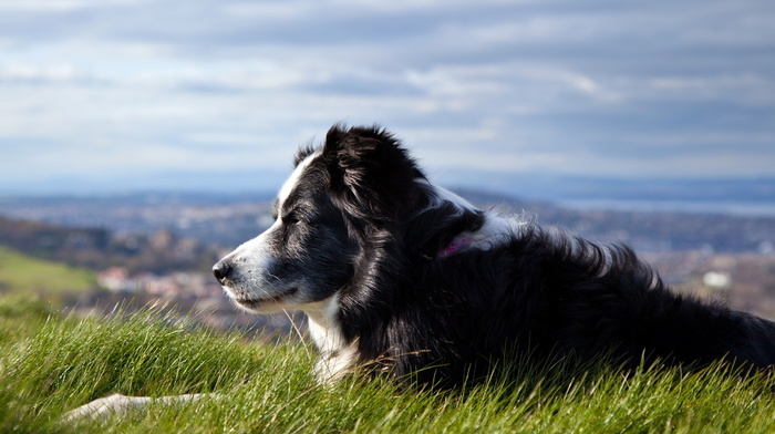 animals, sky, dog, grass