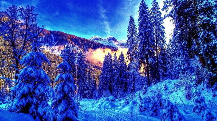 landscape, mountain, winter, forest