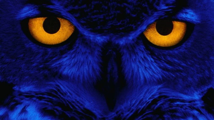 eyes, blue, owl, animals