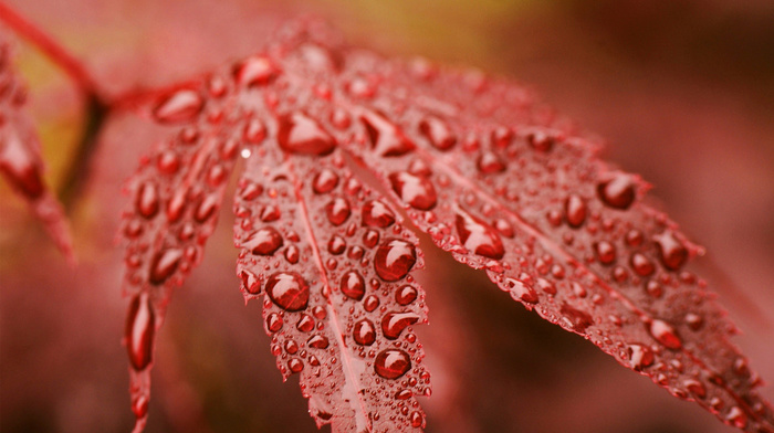 red, leaf, macro, dew, autumn, drops