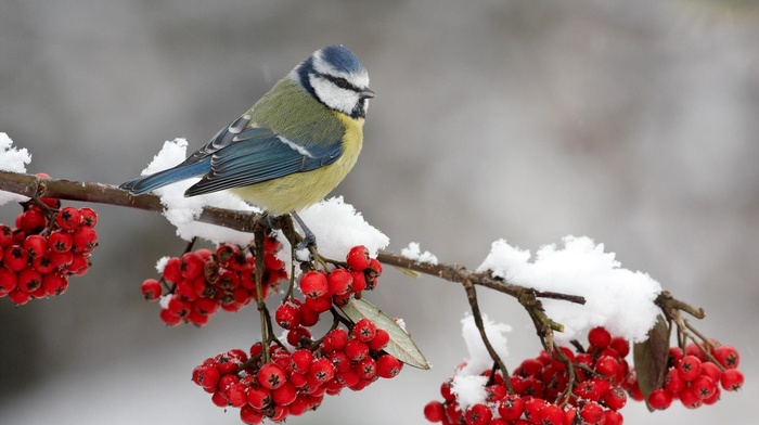 winter, animals, beauty