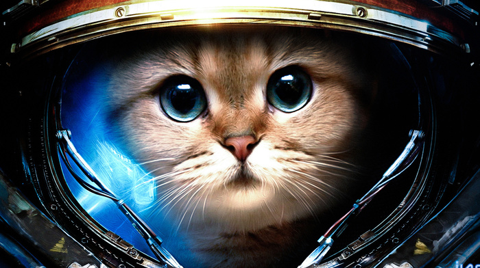 StarCraft, animals, cat