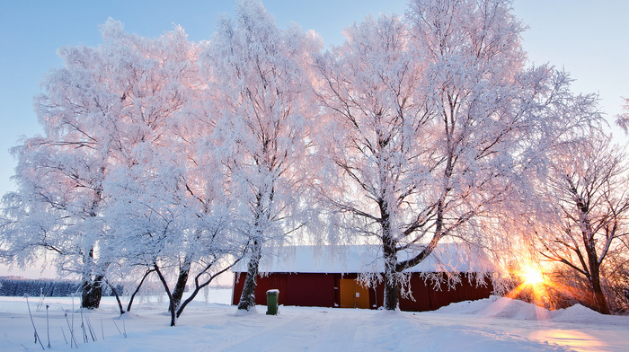 trees, nature, winter