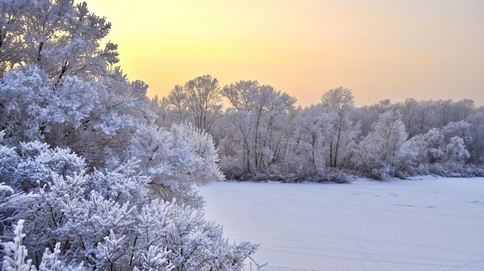 trees, nature, winter, field, snow