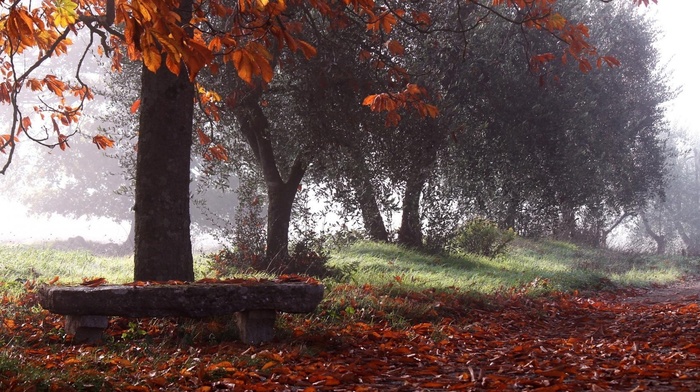 autumn, nature, park