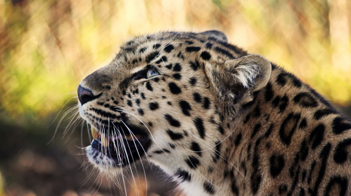 leopard, predator, animals, mustache, sight, muzzle