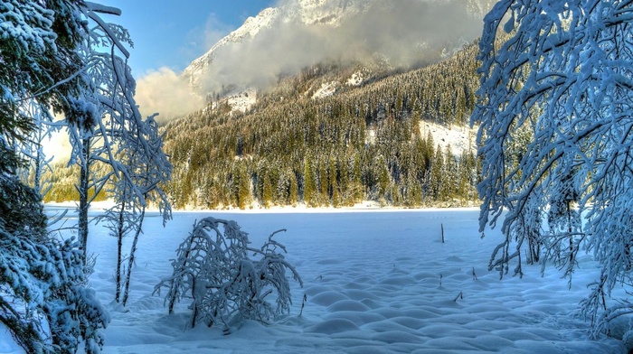 trees, snow, nature, winter