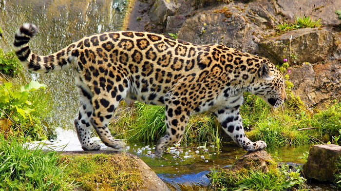 stones, animals, waterfall