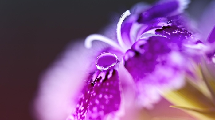 flower, macro