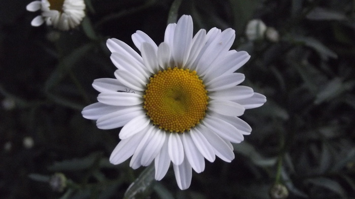 white, flowers