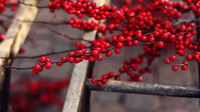 delicious, berries, tree, nature, twigs