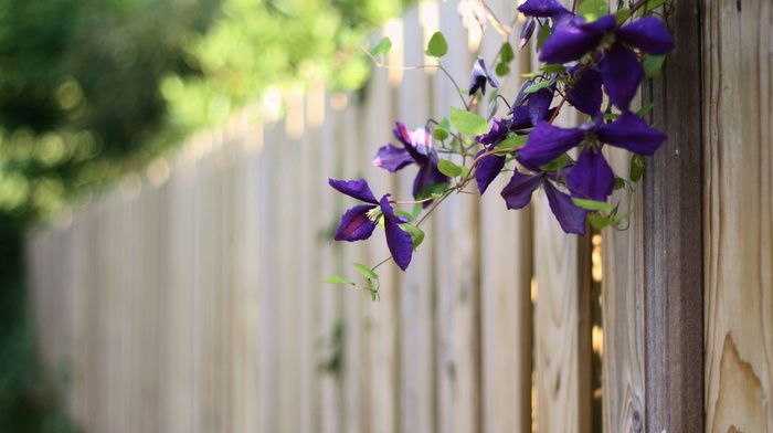 summer, fence, stunner, flowers