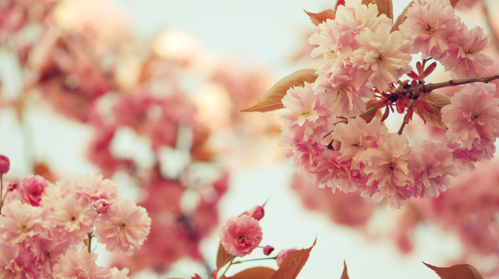 petals, bloom, flowers, twigs, sakura