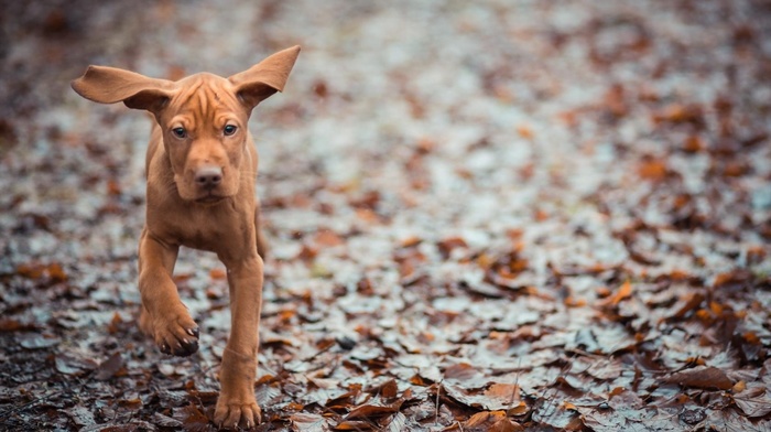 animals, dog, background, ears