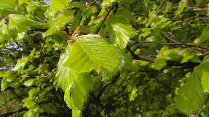 summer, leaves