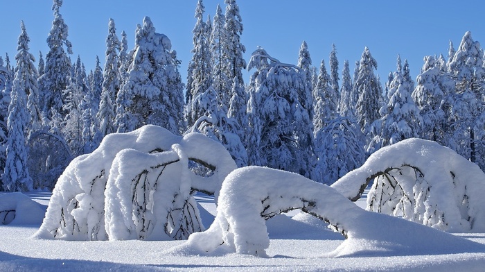 winter, snow, trees, nature