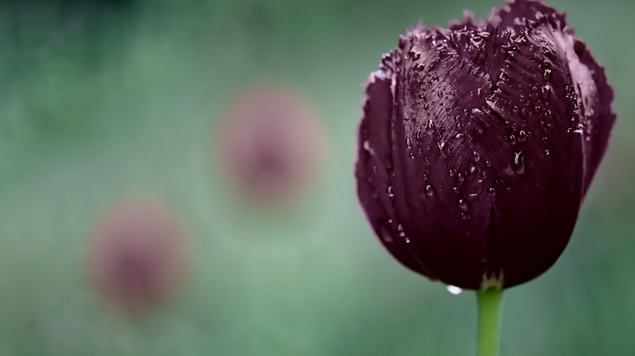 flowers, nature, drops