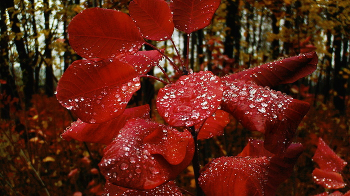 autumn, drops, leaves