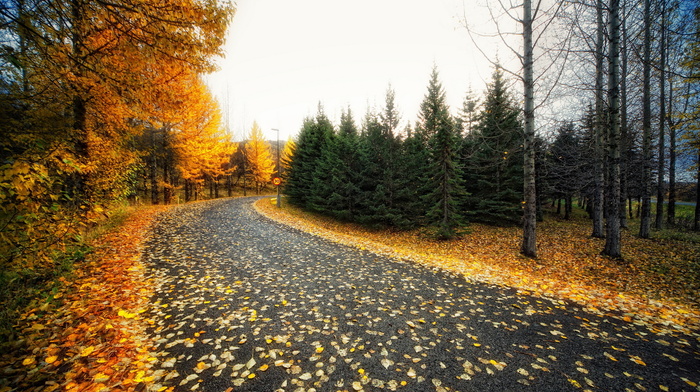autumn, road, leaves
