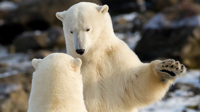 bears, animals, nature