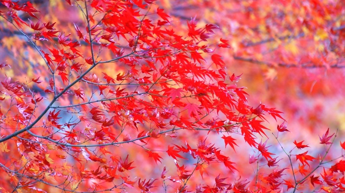 twigs, autumn, leaves, tree