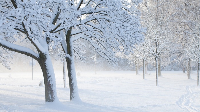 trees, snow, winter