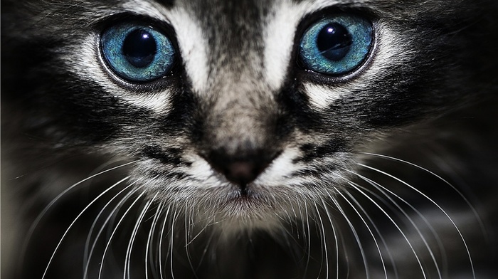 eyes, cat, animals