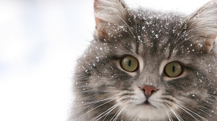 animals, cat, winter, snow