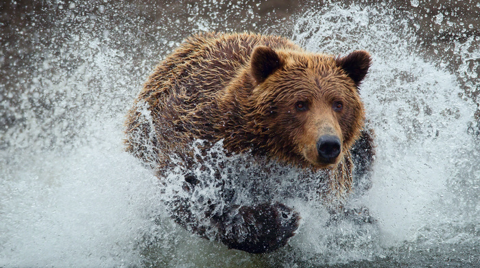 splash, animals, bear, water, drops
