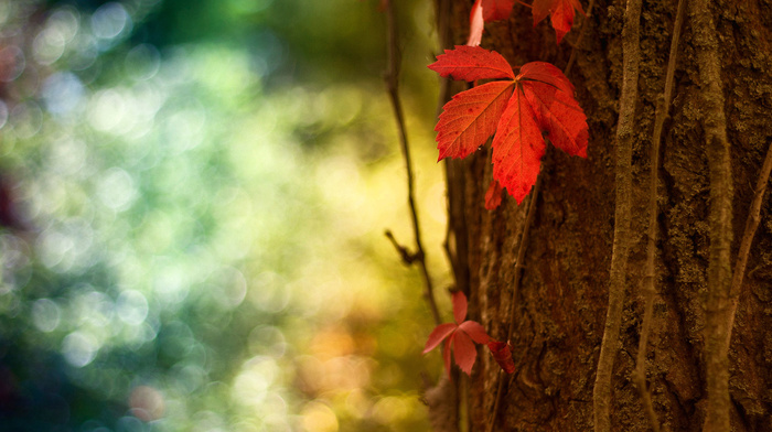 tree, leaf, highlights, red, bokeh, macro