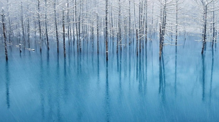 nature, ice, forest, winter