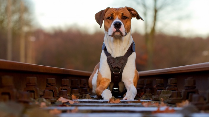 background, animals, dog, railway