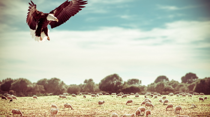 animals, nature, eagle