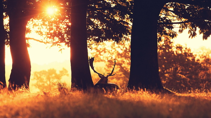 nature, deer, sunset, forest