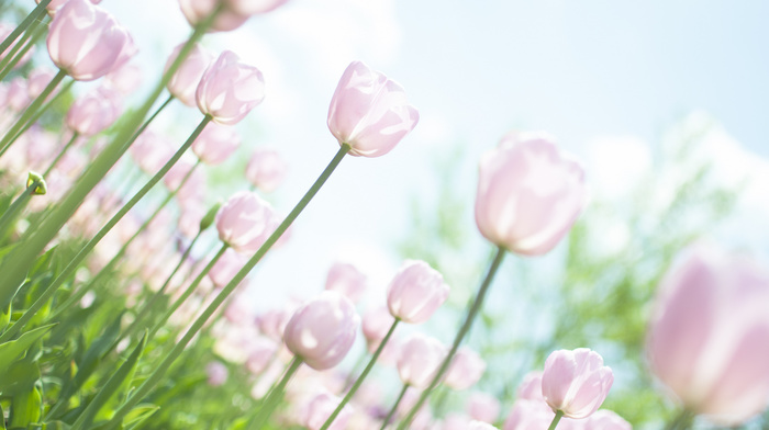 tulips, flowers, leaves