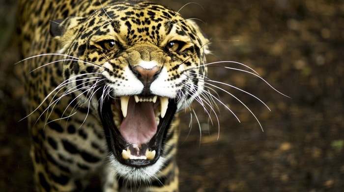 predator, animals, leopard