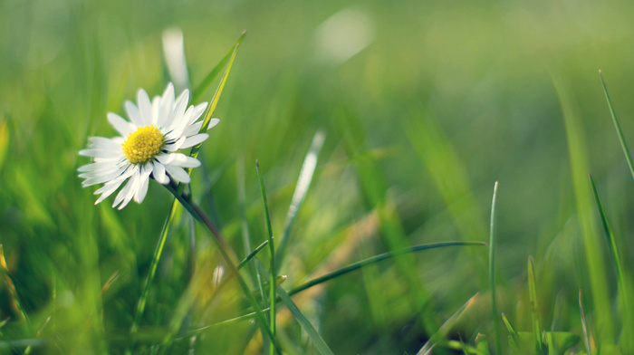 grass, flowers, greenery