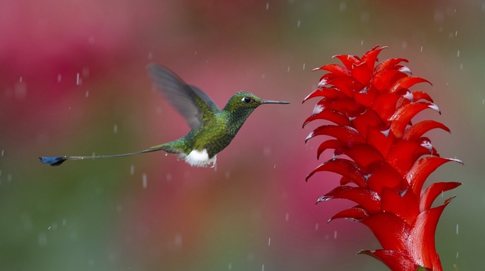 bird, nature, flower, animals, rain