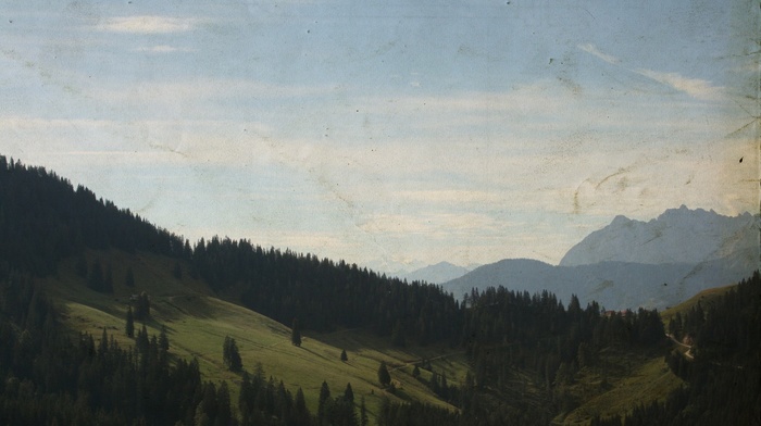 forest, nature, landscape