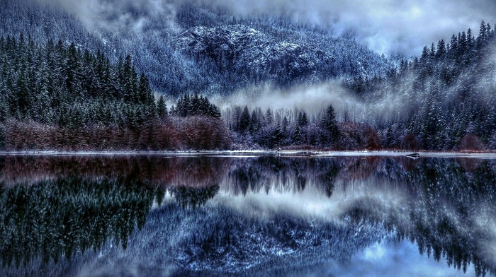 winter, forest