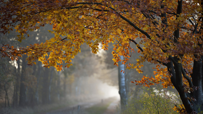 tree, nature, morning, autumn, foliage
