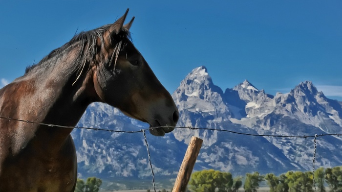 mountain, fence, animals, sky