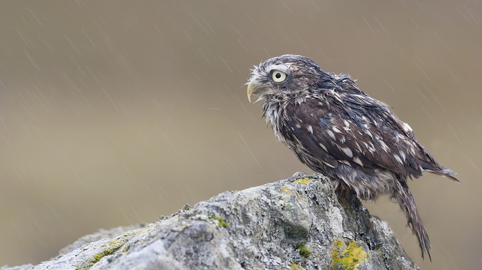 bird, animals, rain, owl, rock, stone, moss
