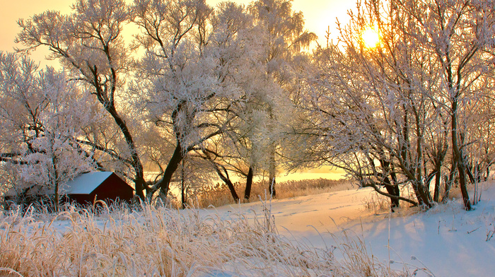 trees, house, nature, sunset, winter